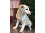 Adopt *Bistek a Tan/Yellow/Fawn German Shepherd Dog / Mixed dog in El Paso