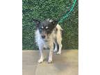 Adopt 55246407 a White Border Terrier / Mixed dog in El Paso, TX (40731755)