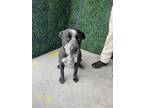Adopt Blu* a Black Border Collie / Mixed dog in El Paso, TX (40722571)