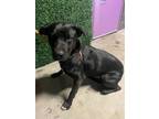 Adopt Kuro* a Black Labrador Retriever / Mixed dog in El Paso, TX (40716090)