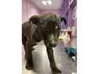 Adopt 55230447 a Black Labrador Retriever / Australian Cattle Dog / Mixed dog in