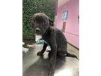 Adopt 55230407 a Black Labrador Retriever / Australian Cattle Dog / Mixed dog in