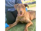 Adopt Boogie* a Brown/Chocolate Weimaraner / Mixed dog in El Paso, TX (40703996)