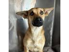 Adopt Jet* a Brown/Chocolate German Shepherd Dog / Mixed dog in El Paso