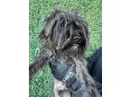 Adopt 55218850 a Black Border Terrier / Mixed dog in El Paso, TX (40694854)