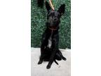 Adopt Flynn* a Black Retriever (Unknown Type) / Mixed dog in El Paso