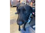 Adopt 55190968 a Black Border Terrier / Mixed dog in El Paso, TX (40688688)