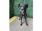 Adopt 55188676 a Black Border Terrier / Mixed dog in El Paso, TX (40688671)