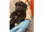 Adopt Marley a Black Labrador Retriever / Mixed dog in El Paso, TX (40688298)