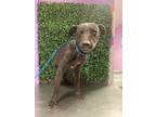 Adopt 55175319 a Black Labrador Retriever / Mixed dog in El Paso, TX (40688291)