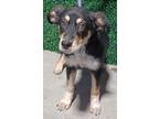 Adopt Enzo* a Black German Shepherd Dog / Mixed dog in El Paso, TX (40688274)