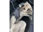 Adopt 55137563 a Black German Shepherd Dog / Mixed dog in El Paso, TX (40688226)