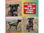 Adopt 2024-02-063 *Chief* a Labrador Retriever / Mixed dog in Winder