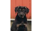 Adopt Spring a Black - with Tan, Yellow or Fawn Mixed Breed (Large) / Mixed dog