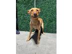 Adopt 55377965 a Brown/Chocolate Border Terrier / Mixed dog in El Paso