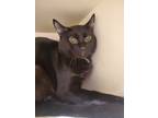 Adopt Hex a Domestic Shorthair / Mixed (short coat) cat in Bloomington
