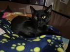 Adopt Oscar De La Hoya a All Black Domestic Shorthair (short coat) cat in
