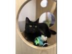 Adopt Giggles a Black (Mostly) Domestic Shorthair cat in North Babylon