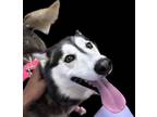 Adopt Bella a Tricolor (Tan/Brown & Black & White) Husky / Mixed dog in Orlando