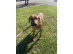 Adopt Cona a Brindle Mixed Breed (Medium) / Mixed dog in Oceanside