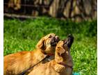 Adopt Tater Tot a Brown/Chocolate - with Black Chow Chow / Mixed dog in Waco