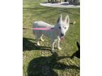 Adopt Daysy a White Husky / Mixed dog in Oceanside, CA (40816933)
