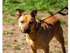 Adopt Jack G. a Tan/Yellow/Fawn - with Black Black Mouth Cur / Mixed dog in