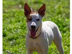Adopt Pipsqueak a White - with Brown or Chocolate Border Collie / Pit Bull
