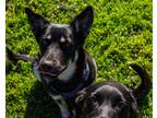 Adopt Indie a Black - with Tan, Yellow or Fawn German Shepherd Dog / Mixed dog
