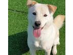 Adopt Bobo a White Shiba Inu / Jindo / Mixed dog in BELLEVUE, WA (40816958)
