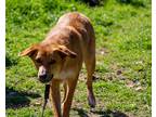 Adopt Sully a Tan/Yellow/Fawn - with Black Chow Chow / Mixed dog in Waco