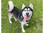 Adopt MAISIE a Black Siberian Husky / Mixed dog in Tustin, CA (39118711)