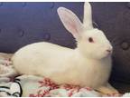 Adopt Enoa a White Florida White / Mixed (medium coat) rabbit in Lehigh Acres
