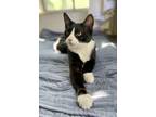 Adopt Daniella a Black & White or Tuxedo Domestic Shorthair (short coat) cat in