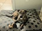 Adopt Molly a Brindle - with White Mixed Breed (Medium) / Mixed dog in Lehigh