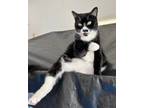 Adopt Tang a Black & White or Tuxedo American Shorthair (short coat) cat in