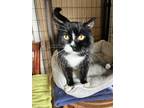 Adopt Leroy a Black & White or Tuxedo Domestic Shorthair (short coat) cat in