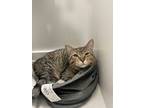 Adopt Ron a Brown Tabby Domestic Shorthair (short coat) cat in Toronto