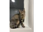 Adopt Ginny a Brown Tabby Domestic Shorthair (short coat) cat in Toronto