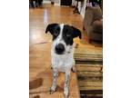 Adopt Sammy a White - with Black Pointer / Mixed dog in Clifton Park
