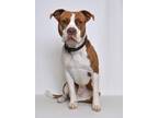 Adopt Marley a Red/Golden/Orange/Chestnut - with White American Pit Bull Terrier