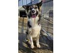 Adopt Ranger a Tricolor (Tan/Brown & Black & White) Mutt / Mixed dog in