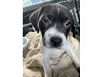 Adopt Piglet a White Basset Hound / Mixed dog in El Paso, TX (40755857)