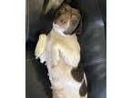 Adopt Piggy Mama a White Basset Hound / Mixed dog in El Paso, TX (40755856)