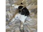 Adopt Hammy a White Basset Hound / Mixed dog in El Paso, TX (40755855)