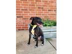 Adopt Ella Evelry a Black - with White Boston Terrier / Beagle / Mixed dog in