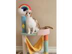 Adopt Moses a Orange or Red Domestic Shorthair (short coat) cat in Newbury Park