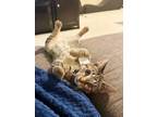 Adopt Cilantro a Brown Tabby Domestic Shorthair (short coat) cat in Newbury