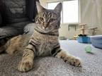 Adopt Philip a Brown Tabby Domestic Shorthair (short coat) cat in Eureka