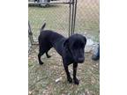 Adopt Onyx a Labrador Retriever / Mixed dog in Gretna, FL (40814646)